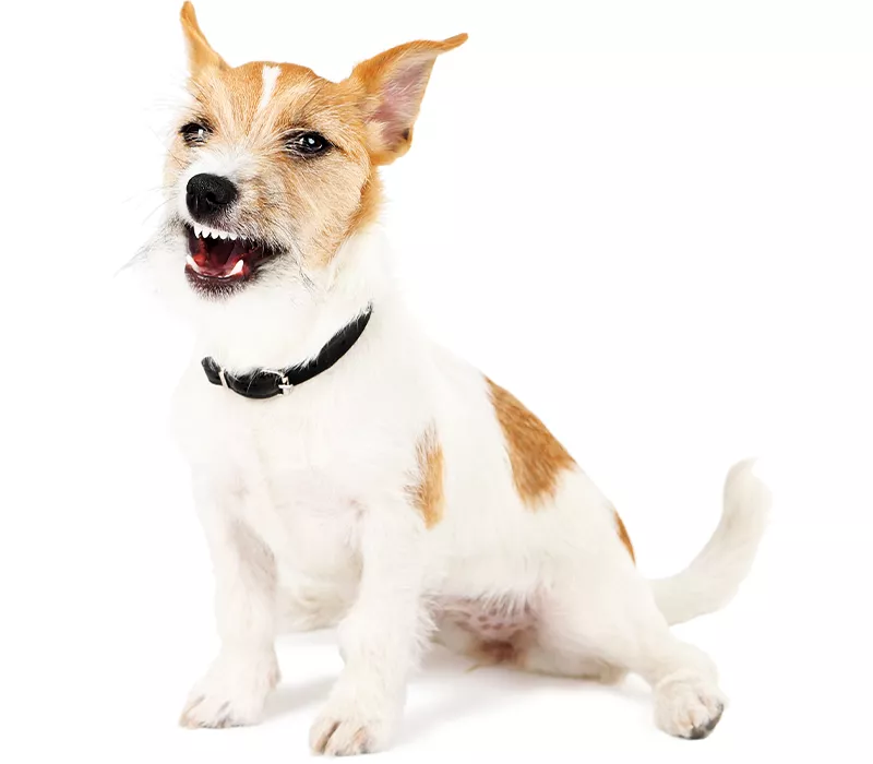 funny jack russell terrier dog showing his teeth
