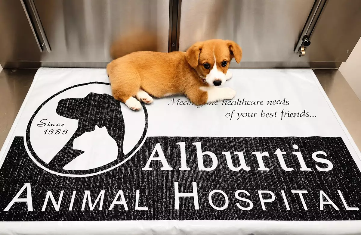dog at Alburtis Animal Hospital mat