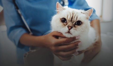 Welcome to Alburtis Animal Hospital