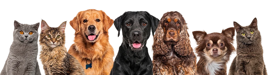 heads of happy cats dogs various sizes and breeds