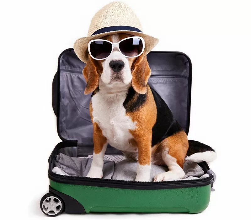 funny beagle dog wearing a hat and sunglasses sitting in an open suitcase