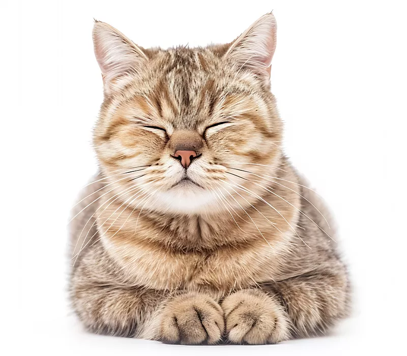 scottish cat lying down and sleeping