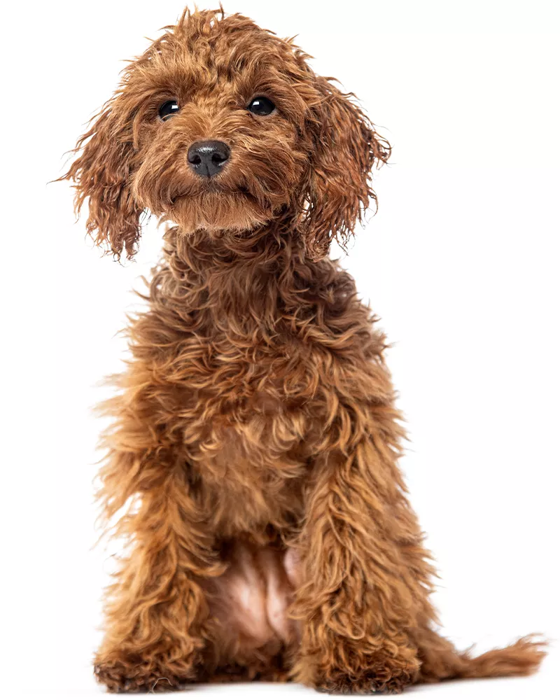 brown poodle puppy sitting
