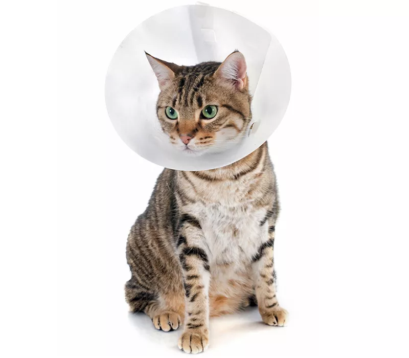 striped cat wearing a protective cone